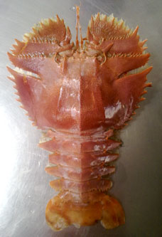 brown slipper lobster