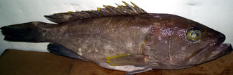 Yellowfin Grouper