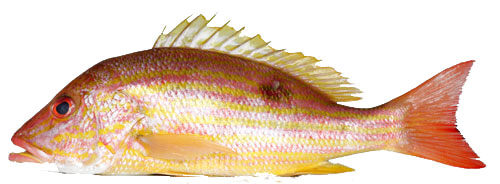 Lutjanus sanguineus