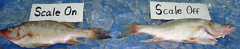 snook showing scales on and off