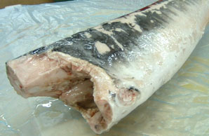 swordfish frozen dwt