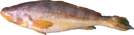 butterfish or small eyed croaker