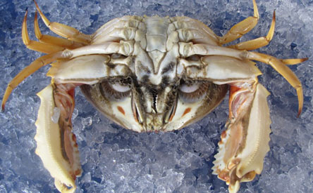 bottom view of crab