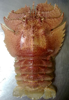 pink slipper lobster