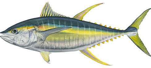 Yellowfin Tuna (Thnunnus albacores) 