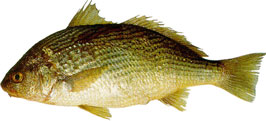 croaker Umbrina canosai 