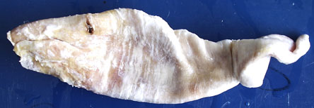 curvina fish maw