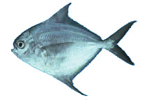 pacific harvestfish