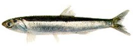 Anchovies (Engraulis anchoita)