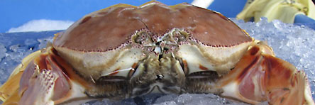 crab