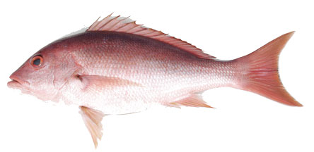 pargo alto carabean red snapper