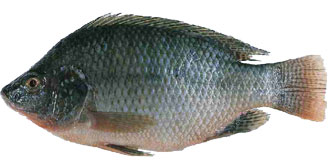 black tilapia