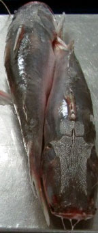 whisker fish